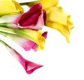 Bunch of yellow and pink cala lilies Royalty Free Stock Photo