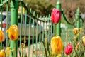 A bunch of yellow and pink tulips standing tall at a roundabout in Delhi and in Mughal Garden at Rashtrapati Bhawan, New Delhi,