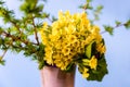 Bunch of yellow primrose with larch twig in vase