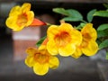 Bunch of Yellow Red Trumpet-Flowers Blooming Royalty Free Stock Photo