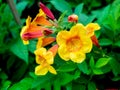 Bunch of Yellow and Red Trumpet-Flowers Blooming Royalty Free Stock Photo