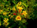 Bunch of Yellow Red Trumpet-Flowers Blooming Royalty Free Stock Photo