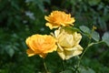 Bunch of Yellow Roses blooming in late winters