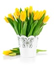 Bunch yellow spring tulips in bucket