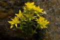 Bunch of Yellow Stonecrop Wildflowers Royalty Free Stock Photo