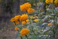 A bunch of yellow Tagetes flowers in a garden Royalty Free Stock Photo