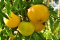 Bunch of yellow tomatoes on the bush Royalty Free Stock Photo