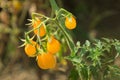 Bunch of yellow tomatoes Royalty Free Stock Photo