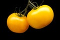 Bunch of yellow tomatoes isolated on black background Royalty Free Stock Photo