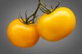 Bunch of yellow tomatoes isolated on grey background Royalty Free Stock Photo