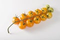 Bunch of yellow tomatoes on a sprig