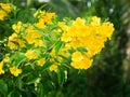 A Bunch of Yellow Trumpet-Flowers Royalty Free Stock Photo