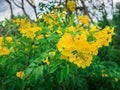 Bunch of Yellow Trumpet-Flowers Royalty Free Stock Photo