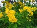 Bunch of Yellow Trumpet-Flowers Royalty Free Stock Photo