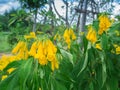 Bunch of Yellow Trumpet-Flowers Wither on The Tree Royalty Free Stock Photo