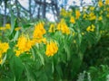 Bunch of Yellow Trumpet-Flowers Wither on The Tree Royalty Free Stock Photo