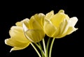 Bunch of yellow tulips on black background