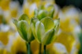 Bunch of yellow tulips. Close up spring flowers. Amazing red pink tulips blooming in garden. Tulip flower plants Royalty Free Stock Photo