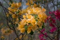 Bunch of yellow wild flowers Royalty Free Stock Photo