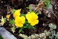 Bunch of yellow Wild pansy or Viola tricolor wild flowers with bright petals surrounded with sedum and other plants Royalty Free Stock Photo