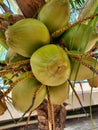 a bunch of yellowish green coconuts that are still light and fresh. Royalty Free Stock Photo