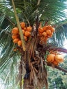 a bunch of yellowish orange coconuts hanging from a coconut tree Royalty Free Stock Photo