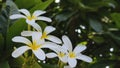 Bunch of yellowish white Jasmine ornamental flowers with green background in the garden of the hospital at Raipur.