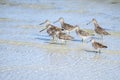 Bunch of Yellowlegs Birds on a Beach