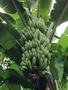 A Bunch Young Bananas fruit on a tree in the garden