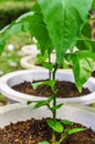 a bunch of young chili seeds in a white concrete pot