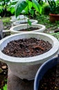 a bunch of young chili seeds in a white concrete pot