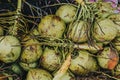 a bunch of young coconuts Royalty Free Stock Photo