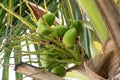 Bunch of young coconuts growing on palm tree
