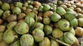 bunch of young coconuts ready to be sold Royalty Free Stock Photo