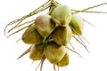 Bunch of young coconuts on tree isolate white background with clipping path. Royalty Free Stock Photo