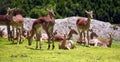 Young deers resting over the grass