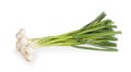 Bunch of young garlic Royalty Free Stock Photo