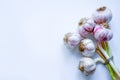 A bunch of young garlic on a white background. Royalty Free Stock Photo