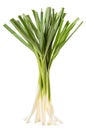 A bunch of young green garlic on a white background. Isolated Royalty Free Stock Photo