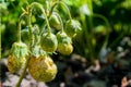 Green verdant strawberries singing in the garden Royalty Free Stock Photo