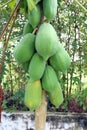 A bunch of young Papaya fruit on a tree