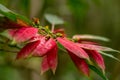 A bunch of young red leaves Royalty Free Stock Photo