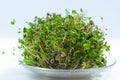 Bunch of young sprouts of microgreens, grown for food in a jar, on a glass saucer