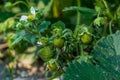 Green tiny verdant strawberries growing in the garden Royalty Free Stock Photo