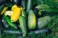 A bunch of zucchini lies on the grass. Royalty Free Stock Photo
