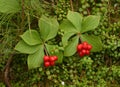 Bunchberries Royalty Free Stock Photo