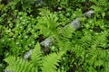 Bunchberries, Cornus canadensis, And Hay- Scented Ferns, Dennstaedtia punctilobula, In The Adirondack Mountains Of New York State