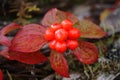 Bunchberry Berry Cluster - Cornus canadensis Royalty Free Stock Photo