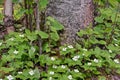 Bunchberry blooming around tree trunk cornus canadensis Royalty Free Stock Photo