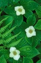 Bunchberry Blossoms and Raindrops Royalty Free Stock Photo